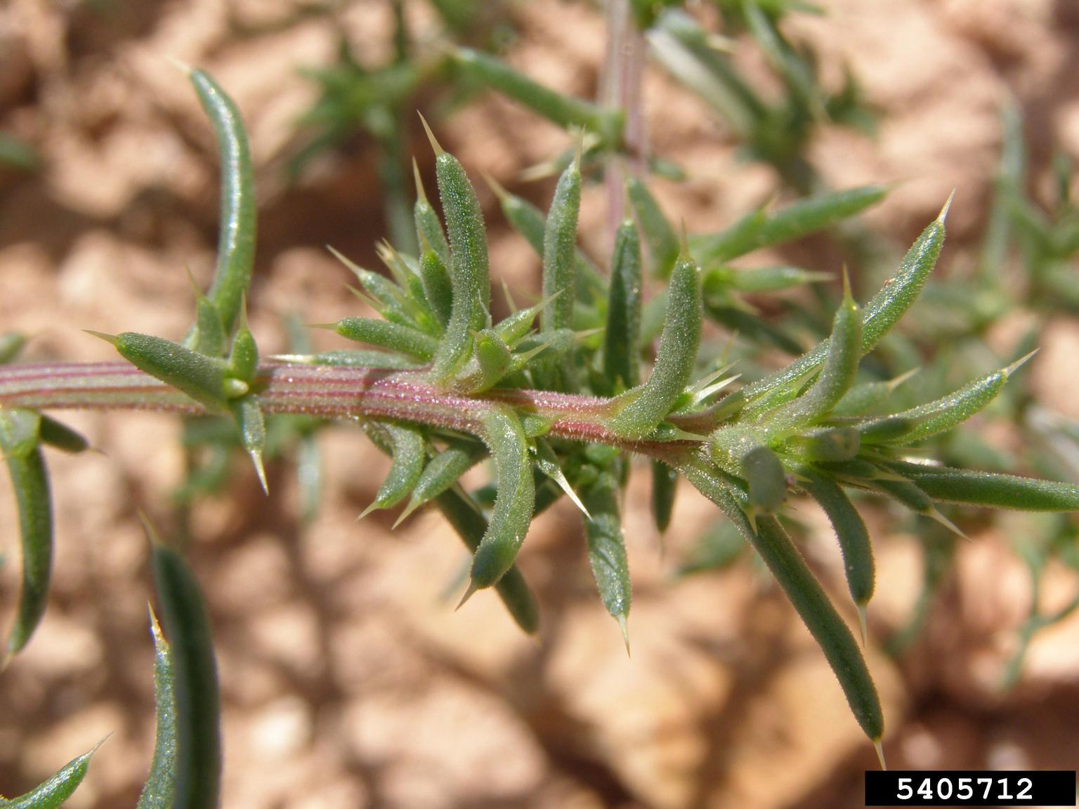 A close-up view shows a plant with narrow, elongated green leaves and sharp spines protruding from the stem and leaf axils. The reddish stem has fine hairs, and the surrounding ground is dry and sandy, indicating an arid environment.