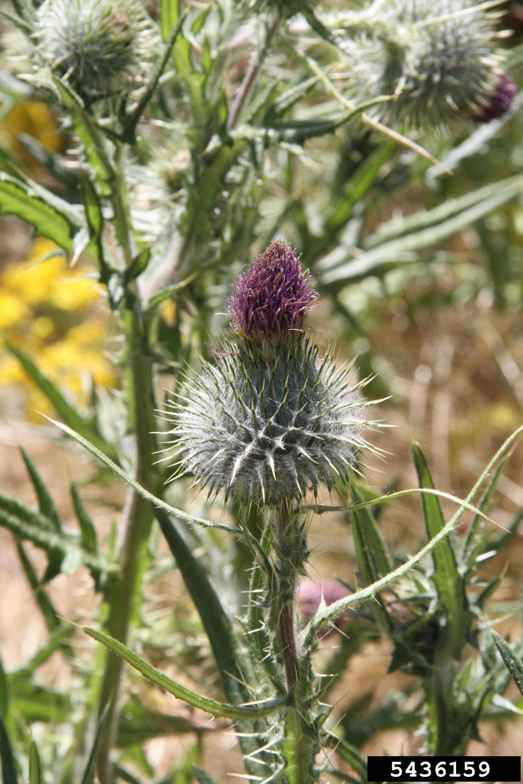 A close-up view of a thistle plant shows a spherical flower head with a tuft of purple florets emerging from the top. The surrounding leaves and stems are long, narrow, and serrated, with sharp spines along the edges. Additional thistle flower heads and blurred yellow flowers appear in the background, suggesting a natural or wild setting.