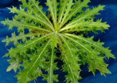 A rosette-forming plant is displayed against a blue background, with spiny, lobed green leaves radiating outward from a central point. The leaf margins are lined with small, sharp spines, and the surface texture appears rough and slightly wrinkled. The overall structure is compact and symmetrical, with no visible stem elongation.