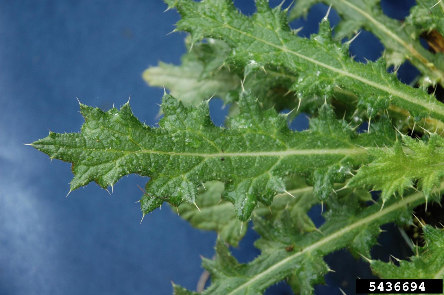 A close-up view of a green leaf is shown against a solid blue background. The leaf has a jagged, lobed margin with small, sharp spines along the edges and surface. A prominent central vein runs through the leaf, and the texture appears rough and slightly wrinkled. The blue background enhances visibility of the leaf’s structure.