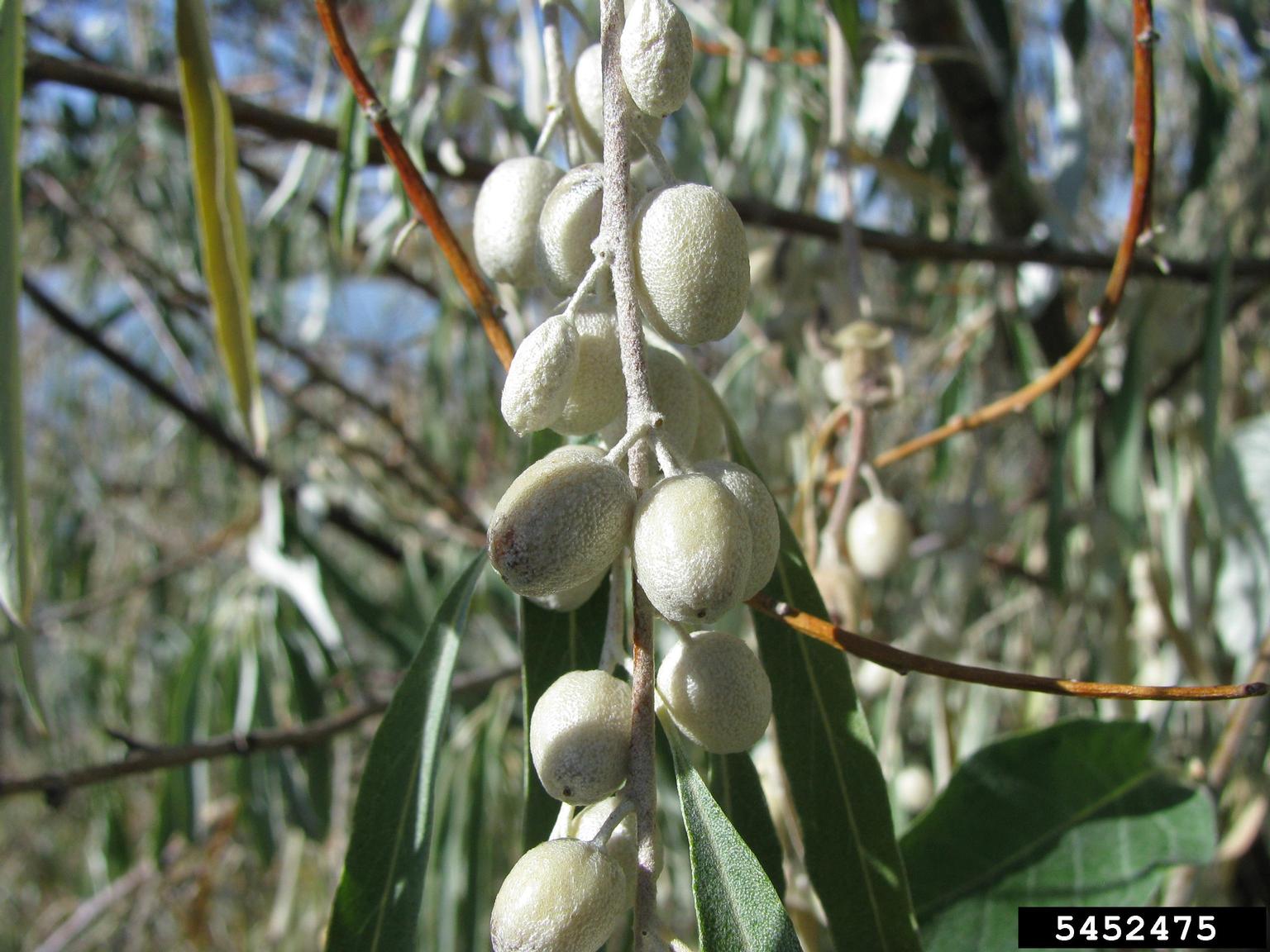 A close-up view shows a branch bearing clusters of small, oval fruits with a silvery surface texture. The fruits are attached along a slender stem and are surrounded by elongated, narrow leaves with a silvery-green hue and smooth, slightly fuzzy surfaces. The background includes additional branches and foliage, suggesting dense growth.