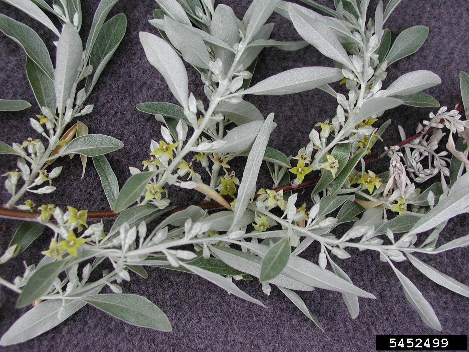 A close-up view shows a plant stem with narrow, lance-shaped leaves and small yellow flowers. The leaves have a silvery-green hue and a smooth, slightly fuzzy surface. The flowers are star-shaped and clustered along the stem, with multiple petals radiating outward. The background is dark and textured, which contrasts with the light-colored foliage and floral structures.