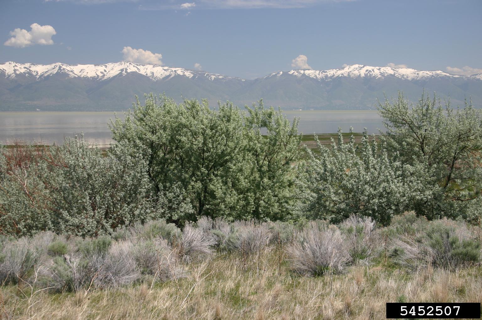 A natural landscape is shown with a foreground of sagebrush and other low shrubs. The middle ground features a dense stand of trees with silvery-green foliage, and the background reveals a large body of water bordered by snow-capped mountains under a clear blue sky. The vegetation in the foreground appears dry and adapted to arid conditions, while the distant peaks suggest a colder, alpine environment.