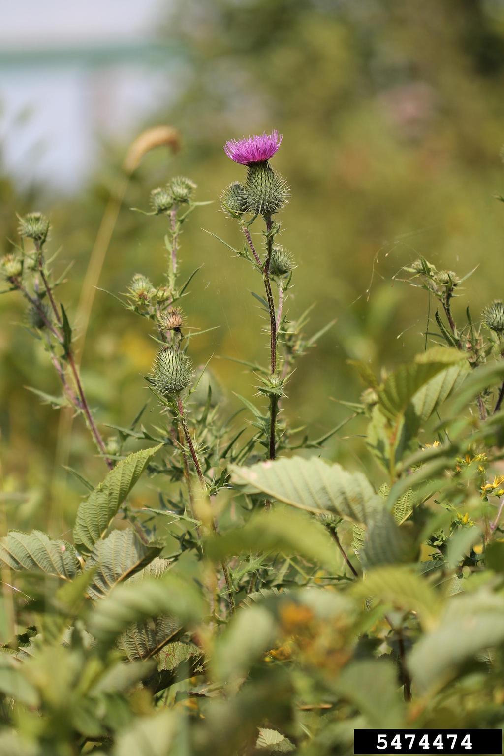 A thistle plant is shown in close-up, growing in a natural outdoor setting. It has spiny stems and leaves, with a prominent purple flower head at the top composed of fine, tubular florets. The surrounding vegetation includes various green leaves and grasses, suggesting a wild or unmanaged area. The background is softly blurred, drawing attention to the thistle’s floral structure and defensive morphology.