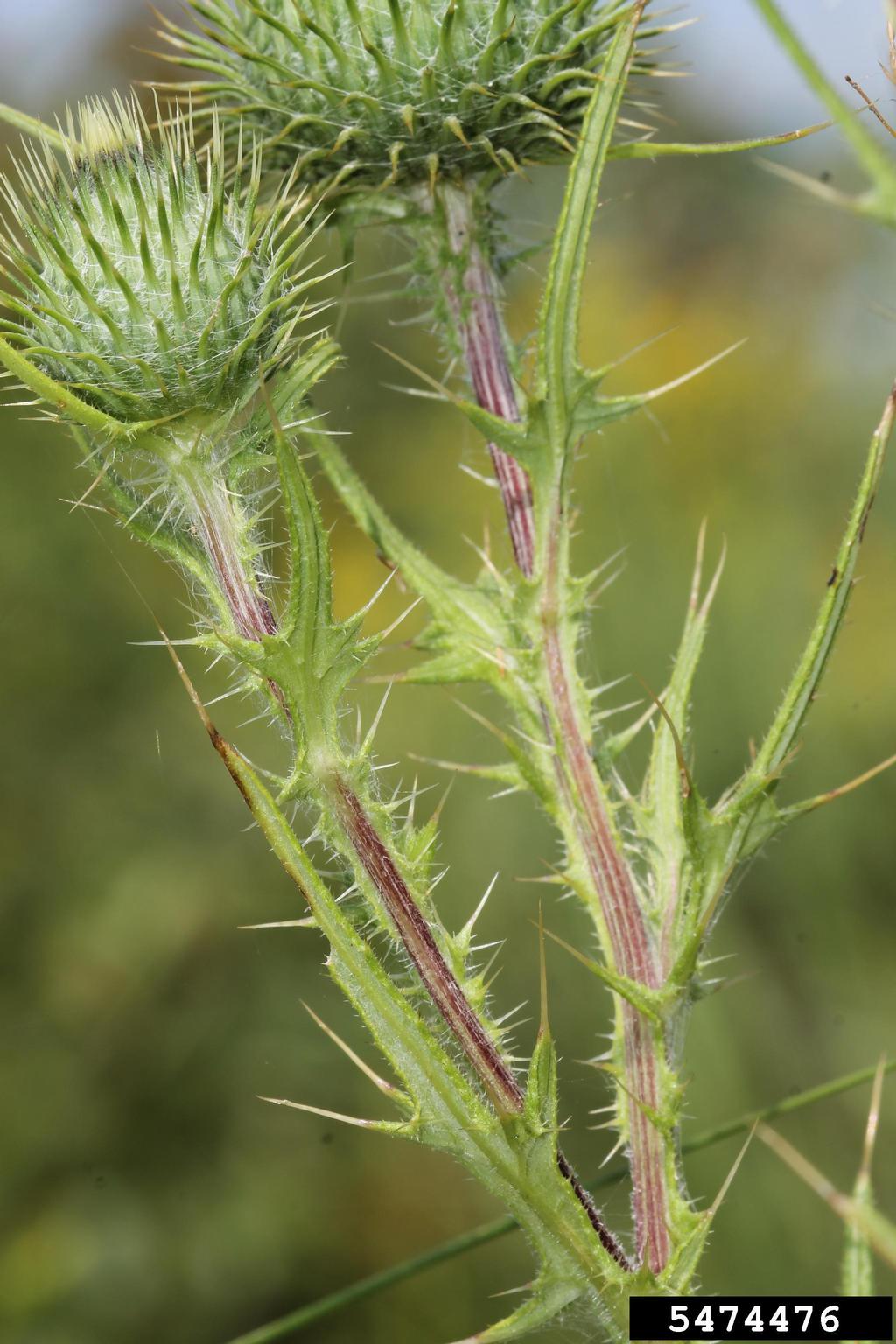 A close-up view of a spiny plant shows green stems with prominent purple vertical stripes. The stems are densely covered in sharp spines, and the flower heads are globular with long, pointed bracts extending outward. The coloration includes muted greens and purples, and the background is softly blurred to emphasize the plant’s structural details.