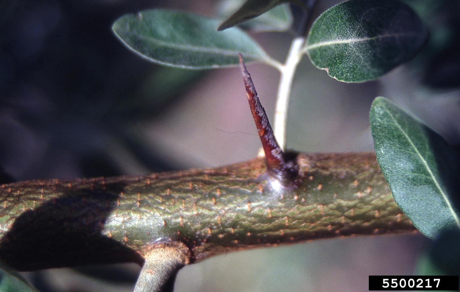 A close-up view shows a plant stem with a prominent reddish-brown thorn protruding outward. The stem is greenish-brown with a textured surface marked by small, raised dots. Surrounding the thorn are several green leaves with visible veins and smooth edges. The background is softly blurred, keeping focus on the thorn and leaf structures.