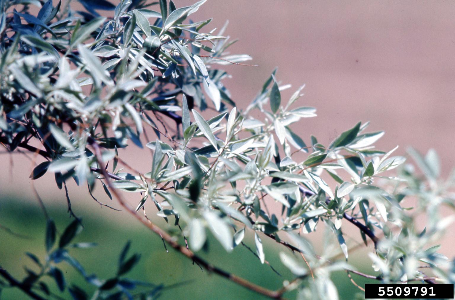A close-up view shows a plant branch with densely packed, narrow, elongated leaves. The leaves have a silvery-green hue and a smooth, slightly fuzzy surface. They are arranged alternately along the stem, which is slender and lightly textured. The background is softly blurred with tones of green and pinkish-brown, suggesting an outdoor setting.