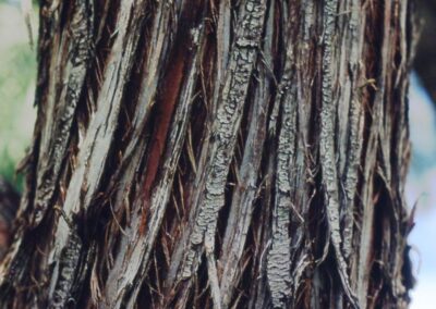 T. Davis Sydnor, The Ohio State University, Bugwood.org