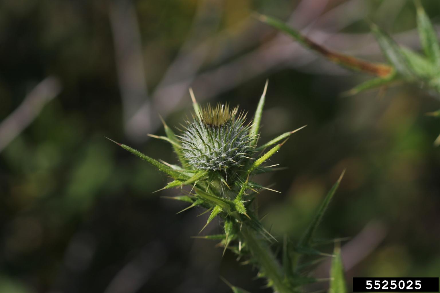 A close-up view of a thistle plant shows a round, bulbous flower head covered in sharp spines. The flower is surrounded by long, pointed green leaves with spiny edges. The surface texture is rigid and bristly, and the coloration includes muted greens and browns. The background is softly blurred, emphasizing the plant’s defensive morphology and structural detail.