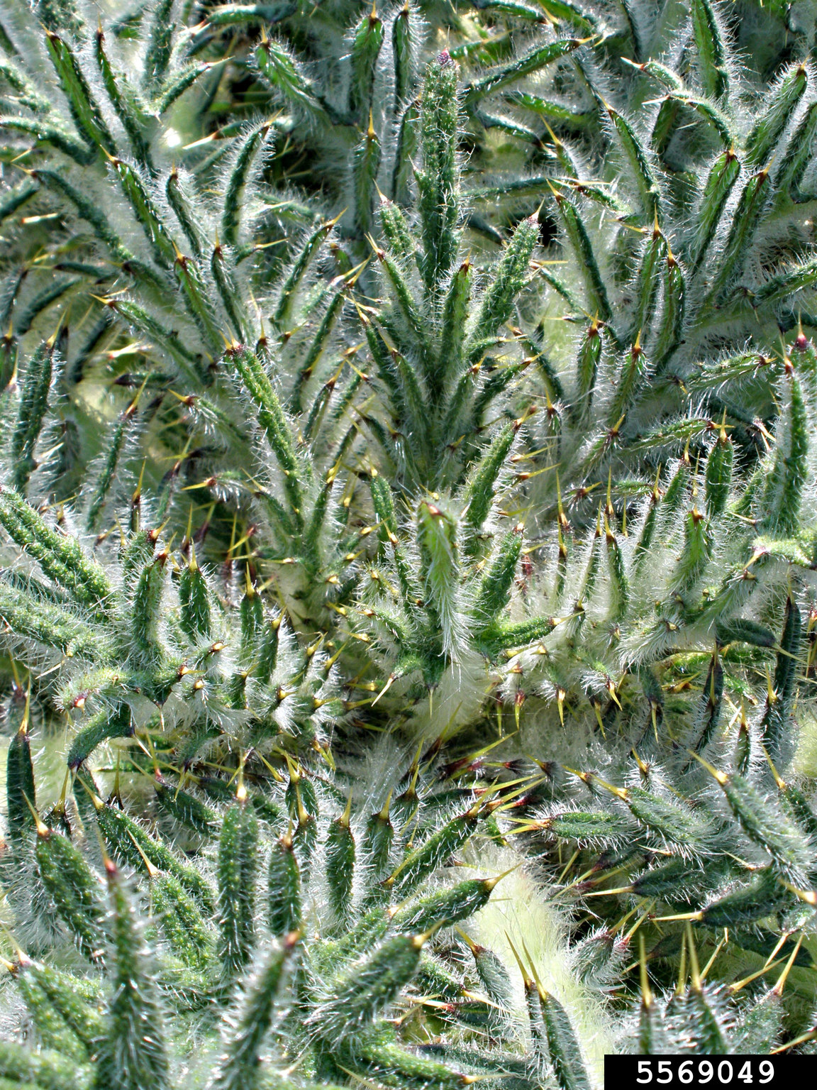 A dense cluster of green seed pods is shown in close-up. Each pod is elongated and covered with fine white hairs and sharp yellowish spines. The surface texture is bristly and uneven, and the pods are tightly packed together.