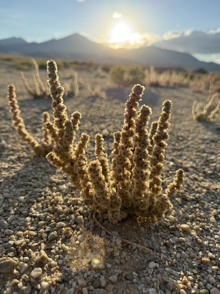 A desert plant is shown with multiple upright, cylindrical stems densely covered in small clustered floral structures or buds. The plant is growing in rocky, sandy terrain, and similar plants are scattered across the background. A mountain range is visible in the distance, silhouetted against low sunlight that casts long shadows and a warm glow across the scene.