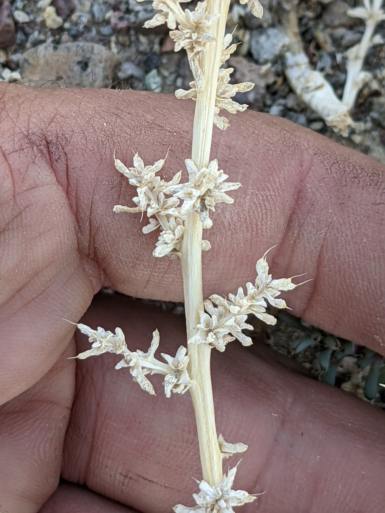A close-up view shows a hand holding a dried plant stem with small, pale clusters arranged along its length. The clusters resemble flowers or seed pods and are spaced in a spiral or alternating pattern. The stem appears desiccated, and the background includes dry soil and rocks, suggesting an arid environment.