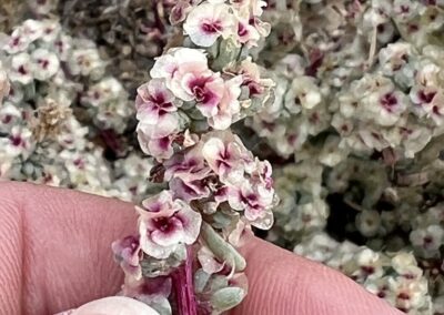 A close-up view shows a person's fingers holding a flowering plant with small, densely clustered blossoms. Each flower has pale pink petals and a darker pink center, arranged along a reddish stem. The background is filled with more of the same plant, indicating a thick patch of growth. The image emphasizes floral structure, color contrast, and stem arrangement.