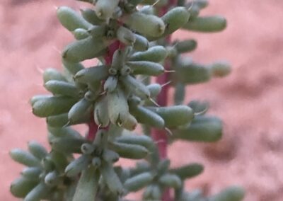 A close-up view shows a plant with small, cylindrical green structures densely arranged around a reddish stem. These structures resemble fleshy leaves and are compactly spaced in a symmetrical pattern. The background consists of sandy or soil surfaces, suggesting a dry environment.