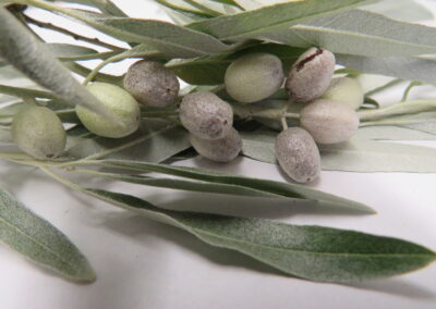 Russian Olive