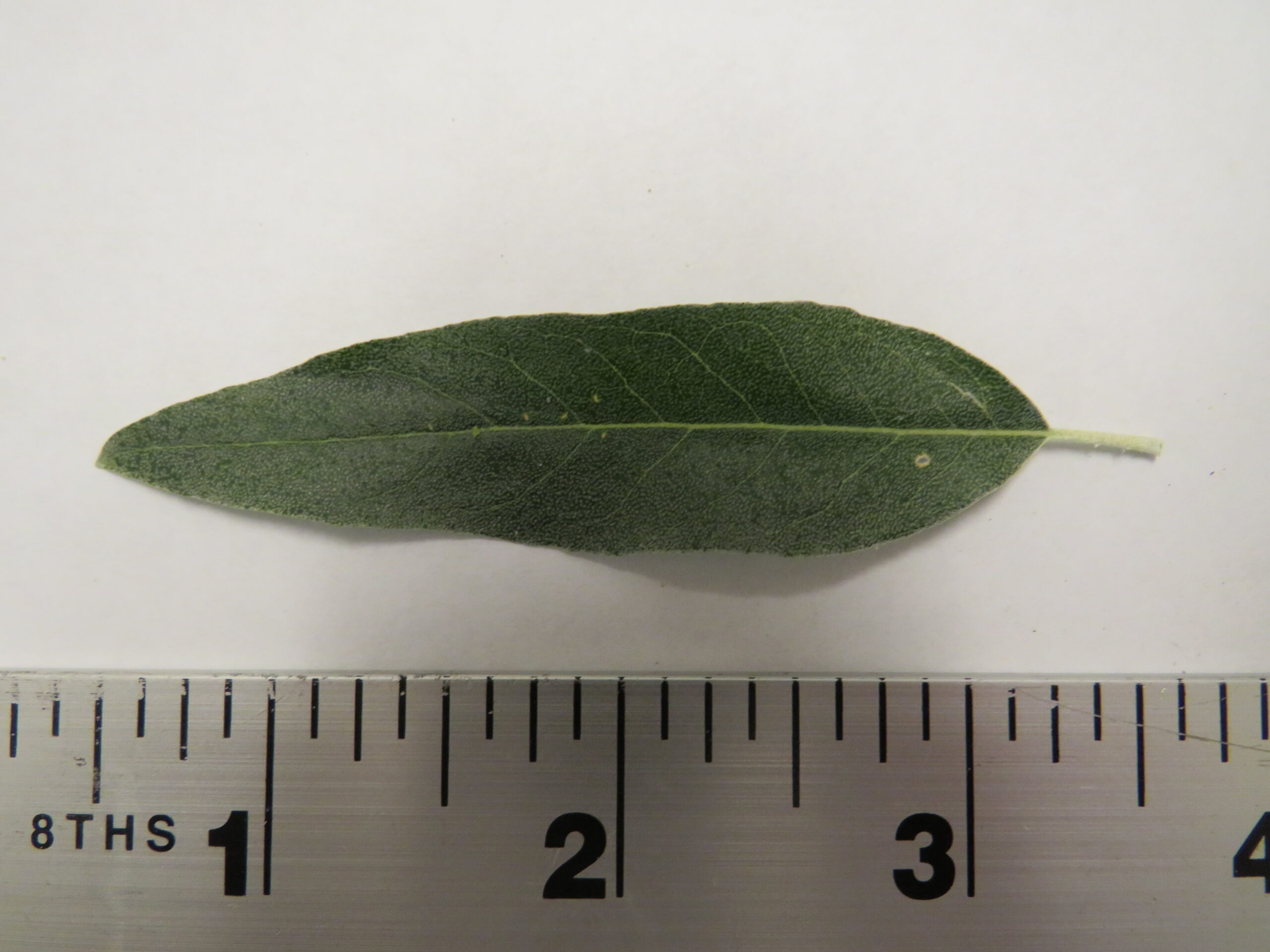 A Russian olive leaf next to a ruler