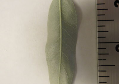 A single, elongated leaf is displayed on a white background with a ruler at the bottom for scale. The leaf is narrow and lance-shaped with a smooth, slightly fuzzy surface and pale green coloration. A prominent central vein runs the length of the leaf, with smaller veins branching outward.