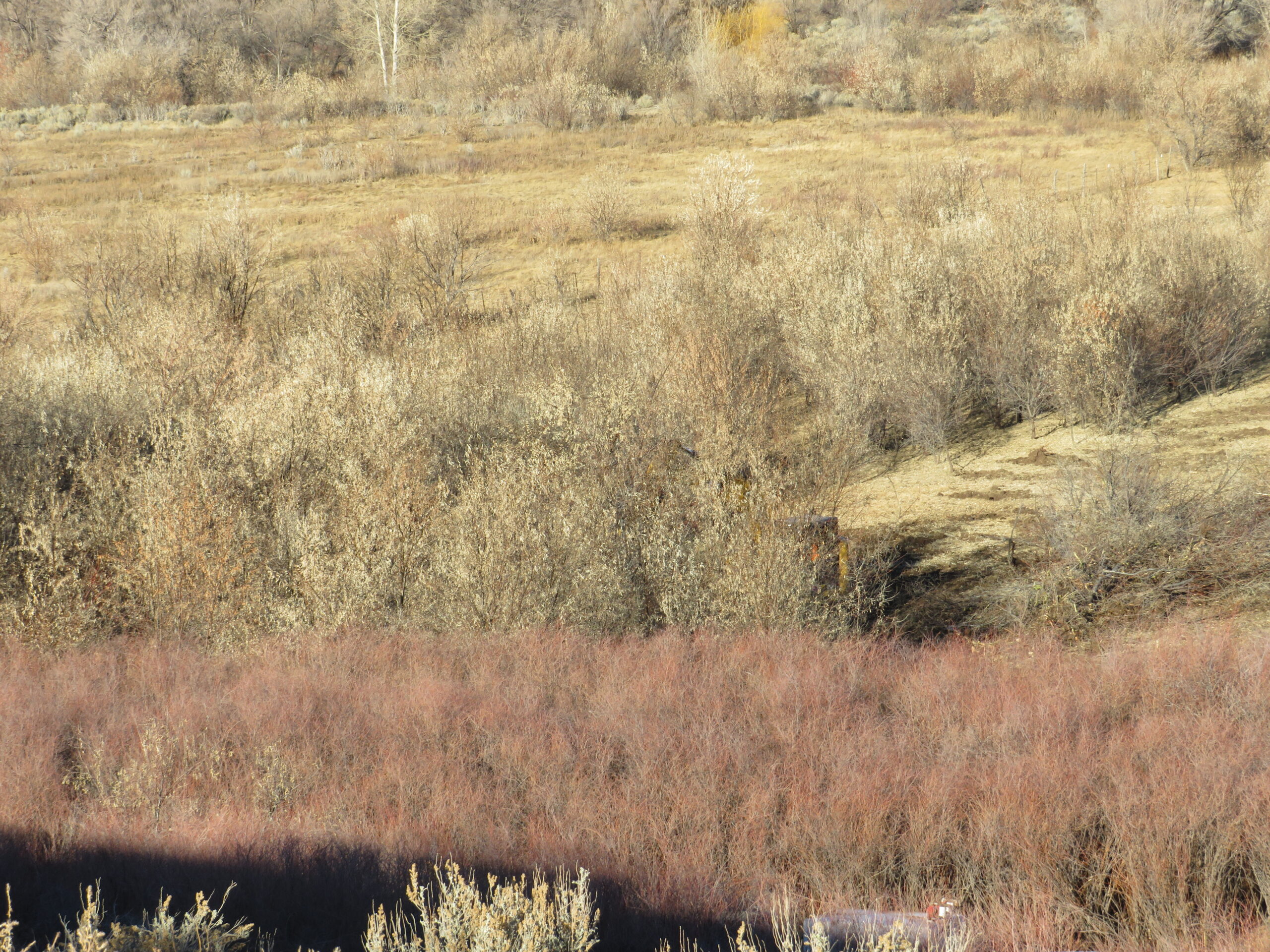 Russian olive infesting a pasture