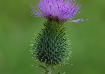 A close-up view shows a thistle flower with a spiny green stem and bracts. The flower head is composed of numerous thin, purple petals radiating outward from the center. The background is softly blurred in shades of green, emphasizing the sharp textures and vibrant coloration of the thistle.