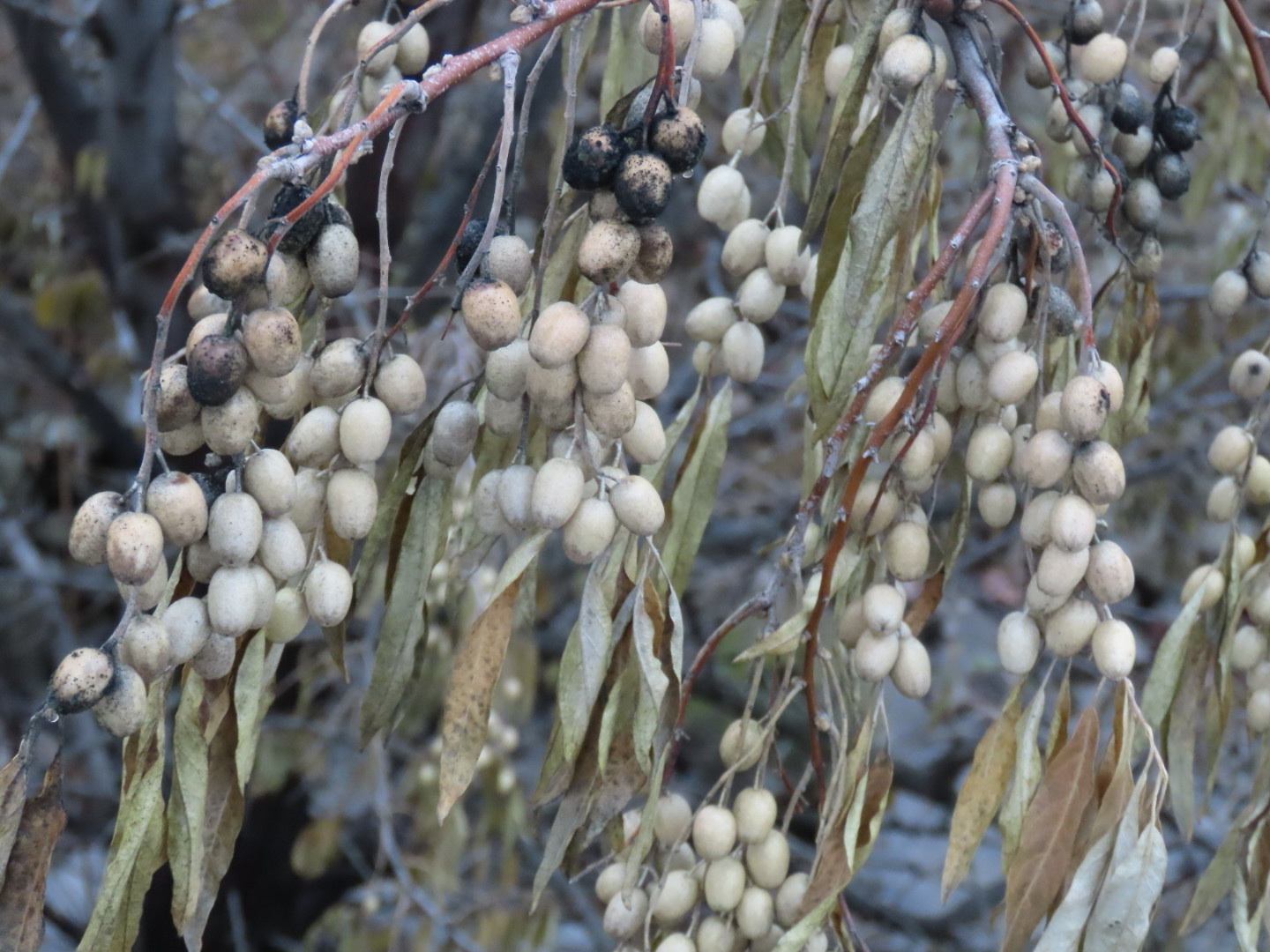 A close-up view shows clusters of small, round berries hanging from thin branches. The berries are light-colored, with some appearing darkened or decayed. The branches bear elongated, wilted leaves with a slightly curled appearance. The background includes muted vegetation, suggesting a dry or late-season environment. The image emphasizes fruiting structures and leaf condition, with a focus on texture and seasonal cues.