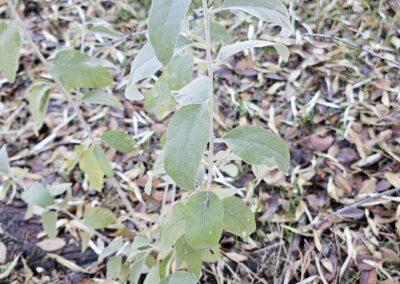 A young plant is shown growing in a natural outdoor setting. It has elongated, oval-shaped green leaves with slightly pale or silvery undersides. The leaves emerge from a central stem and are spaced along thin branches. The surrounding ground is covered with dry leaves and twigs, and the background includes additional vegetation and grass, suggesting a woodland or forest environment.