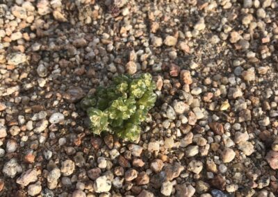 A small succulent plant is shown growing among a surface of coarse sand and small pebbles. The plant has thick, fleshy green leaves arranged in a compact rosette, with smooth surfaces and rounded tips. The surrounding ground is composed of muted earth tones, which contrast with the vibrant green of the succulent. The image emphasizes leaf structure, growth form, and habitat texture.