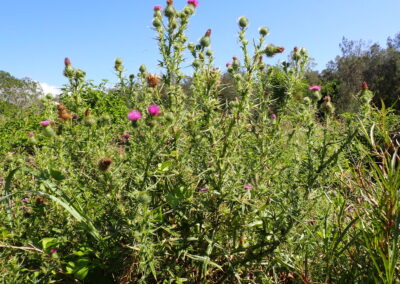 A dense stand of thistle plants is shown in a natural outdoor setting. The plants have spiny stems and leaves, with purple flower heads in various stages of bloom. The flower heads are rounded and bristly, and the spines are prominent along the stems and leaf margins. The background includes green foliage and trees under a clear blue sky, suggesting a rural or unmanaged landscape.