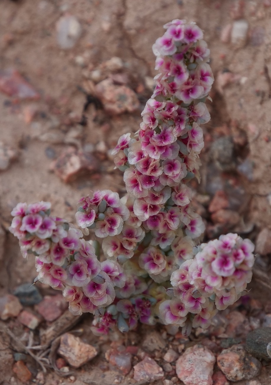 A close-up view shows a desert plant with upright stalks densely covered in small, round flowers. The flowers are pink with darker centers and pale edges, creating a textured appearance along each stalk. The plant is growing in rocky, cracked soil, with scattered stones visible in the background. The image emphasizes floral clustering, color contrast, and terrain dryness.