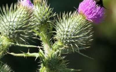 Bull Thistle