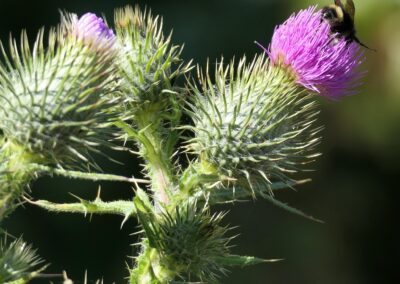 Bull Thistle