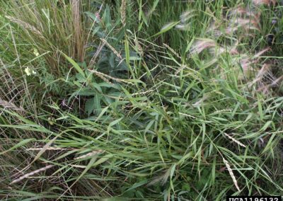 A dense patch of mixed vegetation fills the scene, dominated by a grass with long, narrow leaves and multiple radiating seed heads rising above the surrounding plants. Other grasses and broadleaf species intermingle throughout the area, creating a layered texture of stems, leaves, and seed structures.