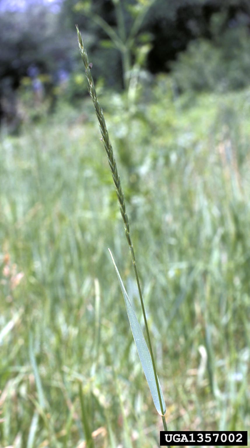 A single upright grass stalk stands in the foreground, with a narrow green leaf extending from its stem. The top portion carries an elongated seed head made up of small, closely spaced spikelets. 