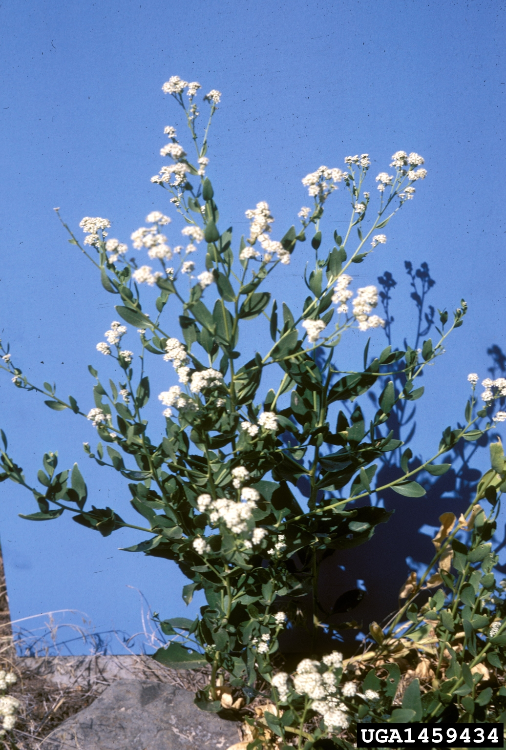 A flowering plant stands against a solid blue background, with green leaves and clusters of small white flowers. The plant emerges from a base of dry grass and rocks, suggesting a natural origin despite the controlled setting.