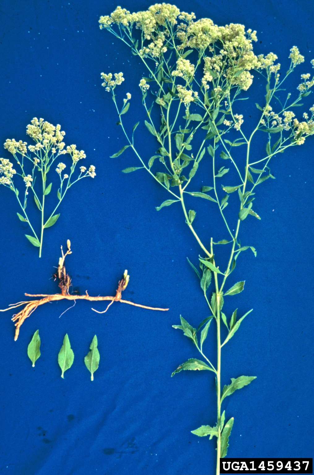 The image presents various parts of a single plant laid out on a blue background. Displayed components include flowering tops with small white clusters, upright stems, lance-shaped leaves arranged in a row, and a thick, woody root system with lateral extensions.