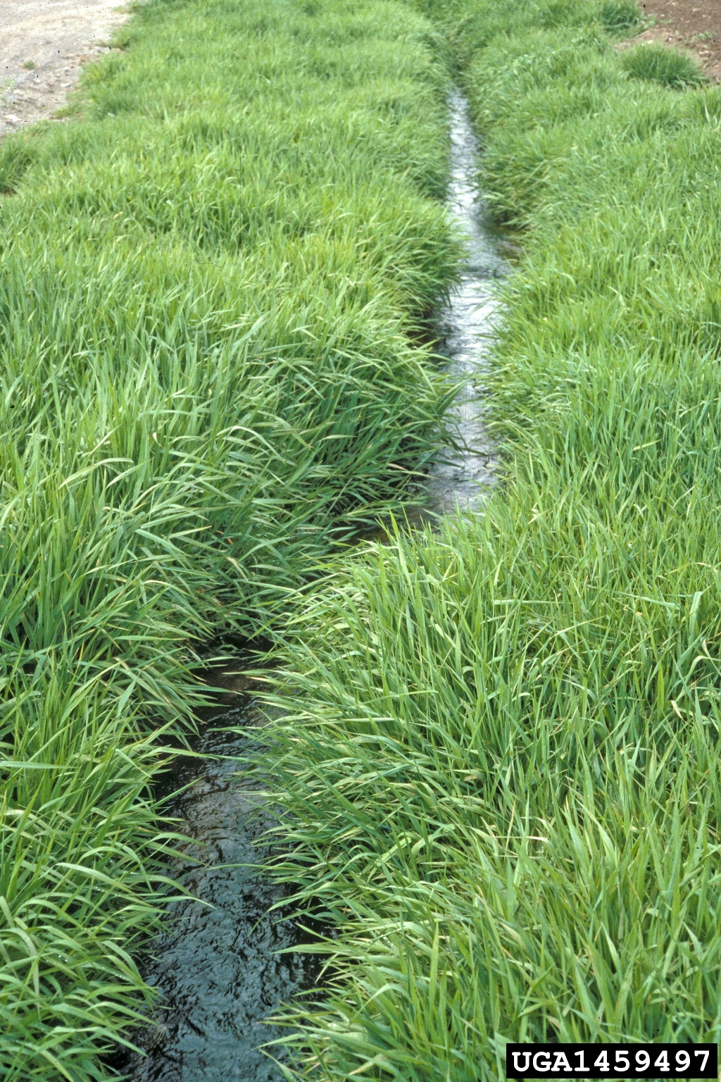 A narrow water channel runs through a field of dense, green grass. The vegetation on both sides appears uniform and healthy, forming a continuous carpet of growth. The channel creates a straight, dark line of exposed water or wet soil that contrasts with the bright green surroundings. 