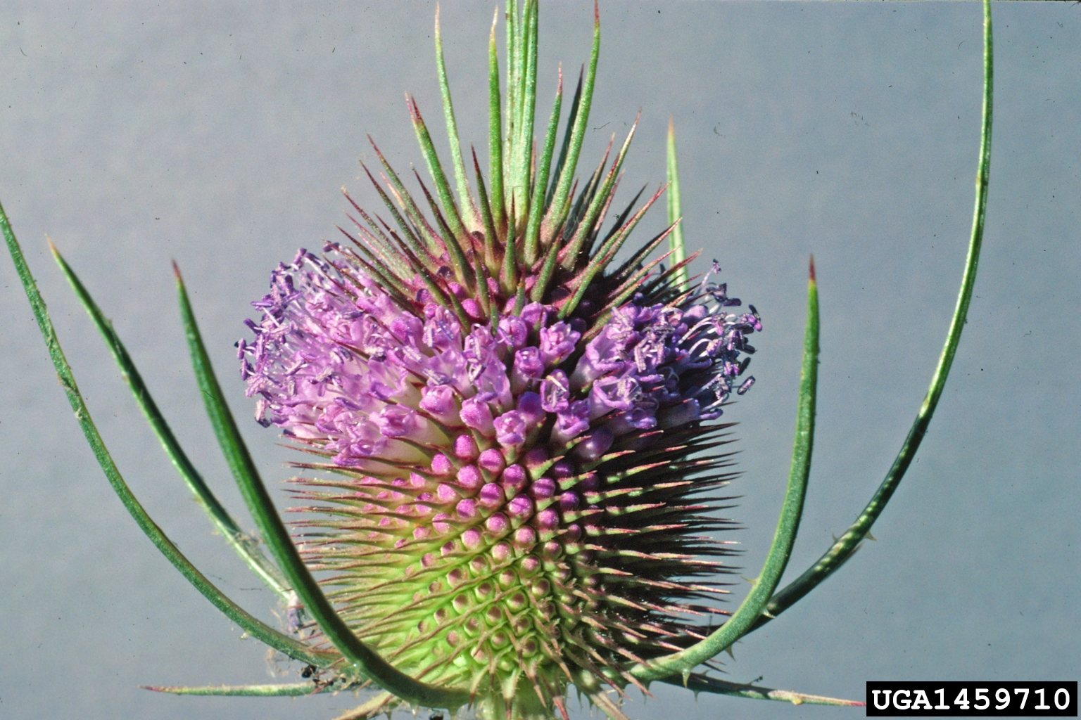 A close-up view shows a flowering teasel plant with a spiky, cone-shaped flower head surrounded by long, pointed bracts. The central portion of the head is densely packed with small tubular purple flowers. The structure is sharply defined, with the spines and bracts creating a layered, textured appearance.