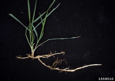 A grass specimen is displayed against a black background with its roots and rhizomes exposed. The plant features narrow, elongated green leaves and a horizontal underground stem (rhizome) from which small rootlets extend.
