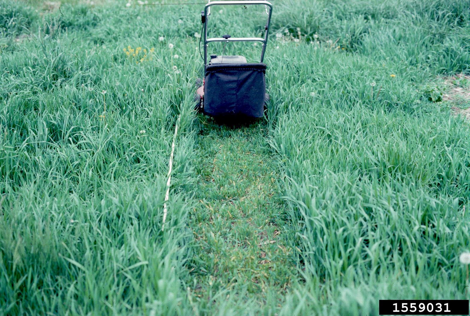A lawn mower sits in the middle of a field of tall, dense grass, facing away from the viewer. Behind it, a narrow strip of freshly cut, shorter grass forms a straight path through the vegetation. A measuring tape or string runs parallel to the mowed strip, creating a clear reference line across the scene.