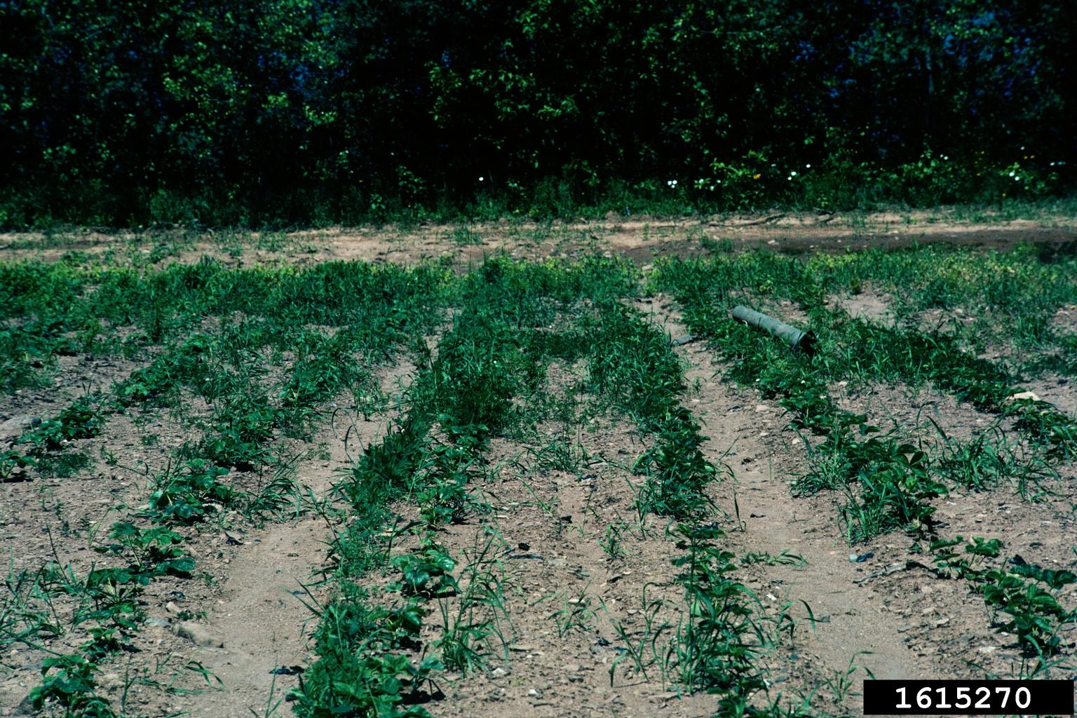 A cultivated field is shown with evenly spaced rows of young plants emerging from bare soil. Between and among the crop rows, numerous weeds are growing, creating a patchy mix of desired plants and unwanted vegetation.