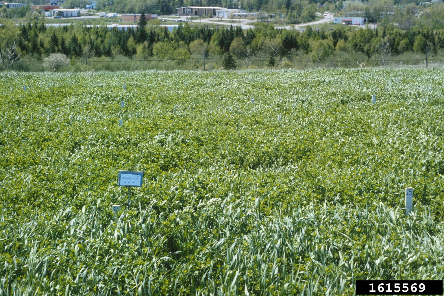 A lush green field fills the scene, with dense vegetation forming an even, continuous surface. Several small signs and markers are placed throughout the area, dividing it into distinct sections. 