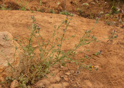 A plant is shown growing in dry, reddish-brown soil with sparse surrounding vegetation. It has slender green stems and narrow leaves, with small flower buds tipped in purple distributed along the branches.
