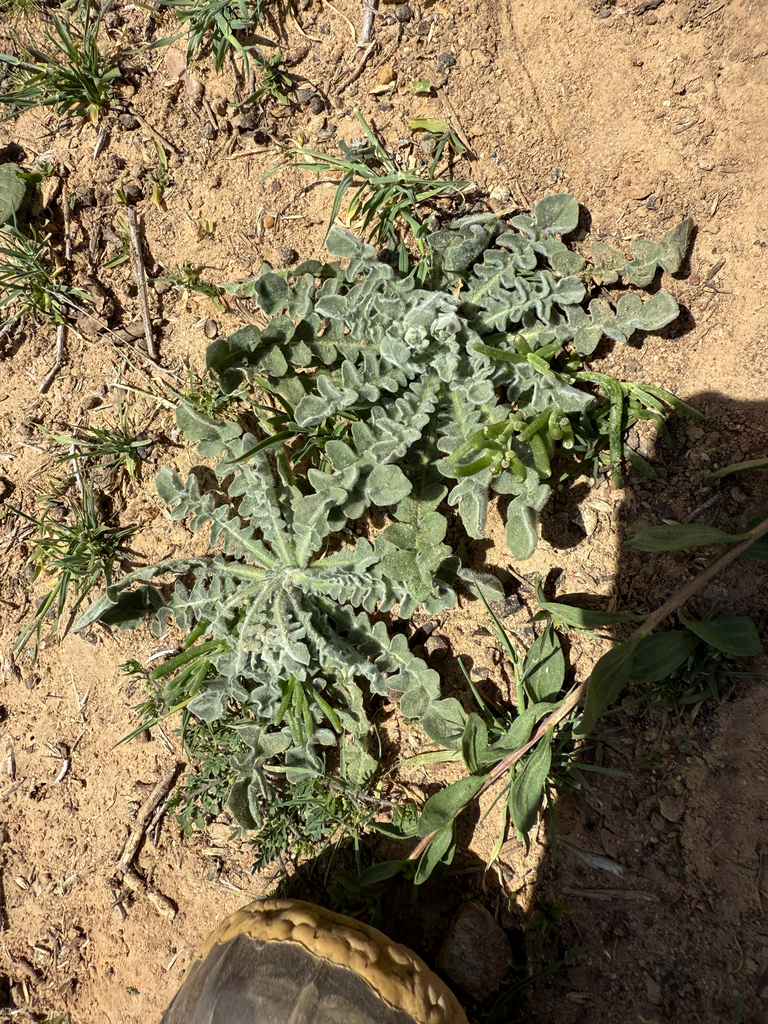 A desert or semi-arid landscape is shown with sandy soil and sparse vegetation. At the center is a low-growing plant with thick, lobed leaves arranged in a rosette pattern. The leaves have a slightly hairy texture and appear adapted to dry conditions. Surrounding the plant are small patches of grass and other desert flora.