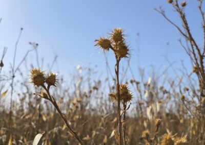 A close-up view shows dry, spiky wild plants with brownish-yellow seed heads covered in sharp spines. The plants are growing in a field under a clear blue sky, with more dry grasses and similar vegetation filling the background.
