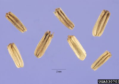 Eight small seeds are displayed against a purple background. Each seed is elongated, light brown, and has a ridged surface. They are arranged in a row and measure approximately 2 millimeters in length, as indicated by a scale bar at the bottom.