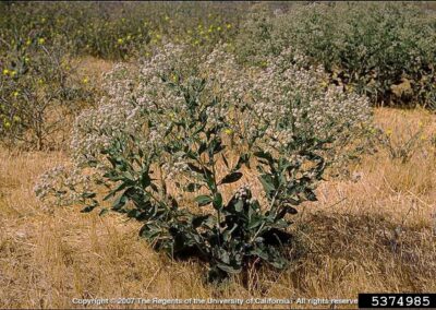 A bushy plant stands prominently in the foreground of a dry, open field. It has green leaves and clusters of small, light-colored flowers. The surrounding area includes dry grasses and similar plants, with a hilly landscape visible in the distance.