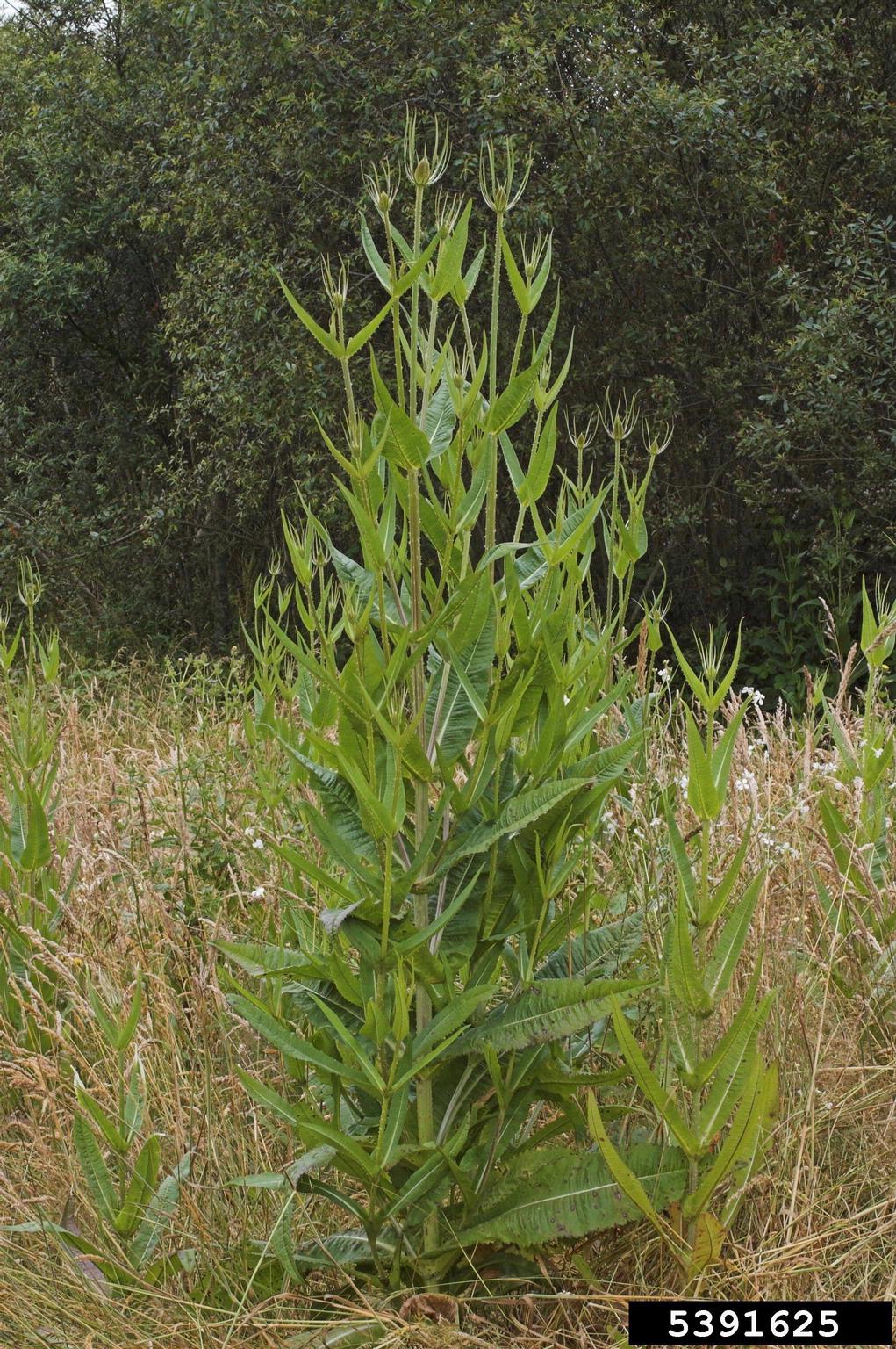 A tall green plant is shown with elongated leaves and spiky, cone-shaped flower heads. It is growing in a grassy area surrounded by similar vegetation, with dense trees or shrubs forming the background.