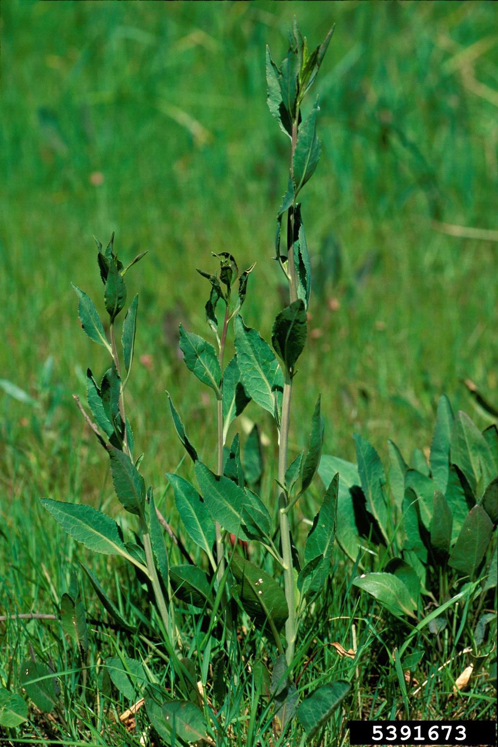 A young plant stands upright in a grassy area, with elongated, lance-shaped green leaves arranged alternately along its stems. The leaves have smooth edges and a consistent texture. The background includes green grass and low vegetation, suggesting a natural or semi-managed habitat.