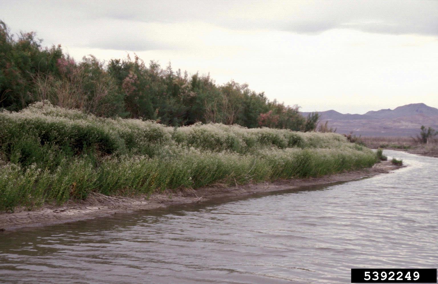 A natural landscape features a flowing waterway in the foreground, bordered by dense vegetation. Along the banks, there is a thick growth of green plants with white flowers. Behind this layer, taller shrubs or trees display pinkish blooms. In the distance, arid mountains rise under a cloudy sky.