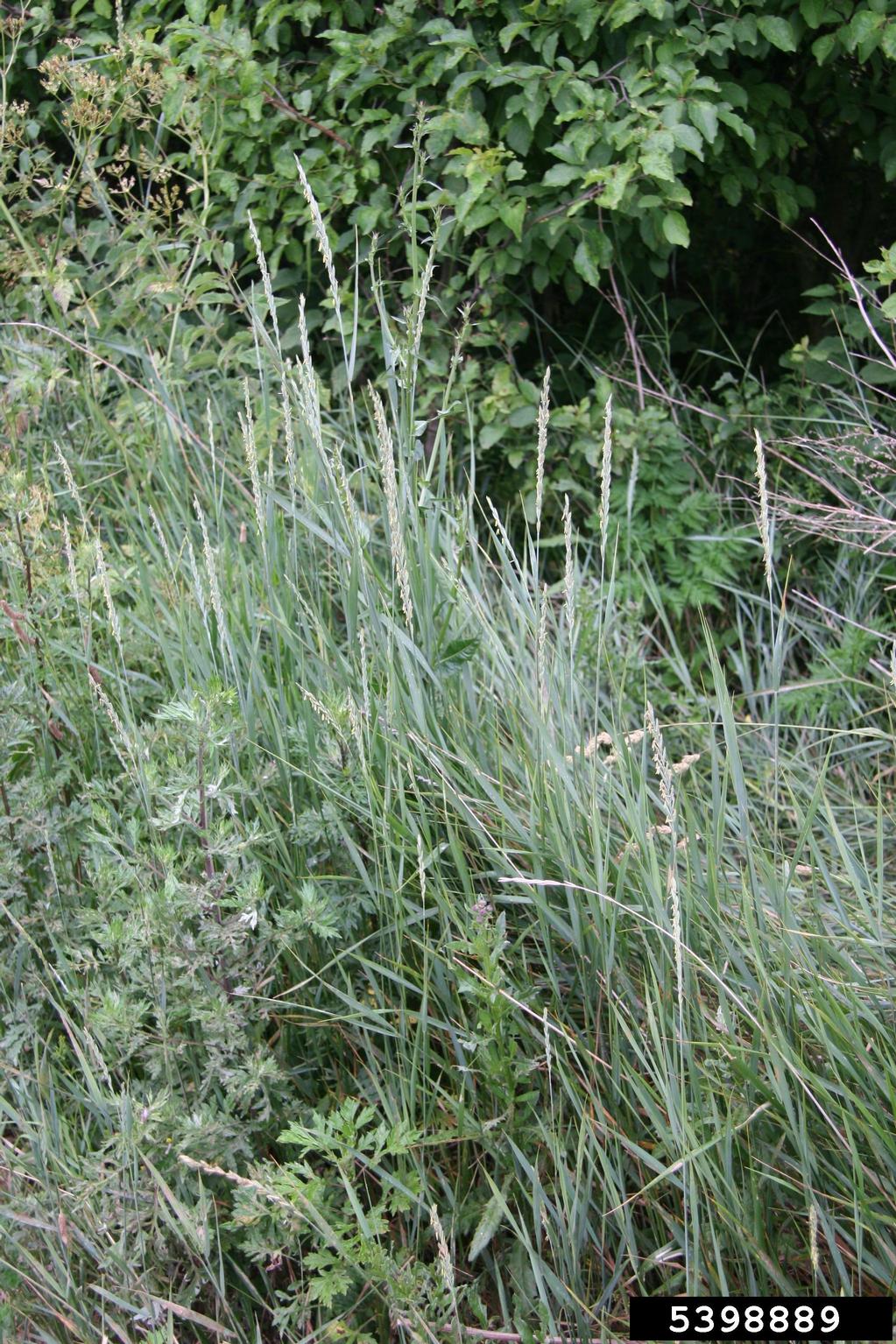 A dense patch of tall grass fills the scene, with long, slender green leaves and upright flowering stalks rising above the surrounding vegetation. The seed heads are narrow and elongated, forming vertical spikes.