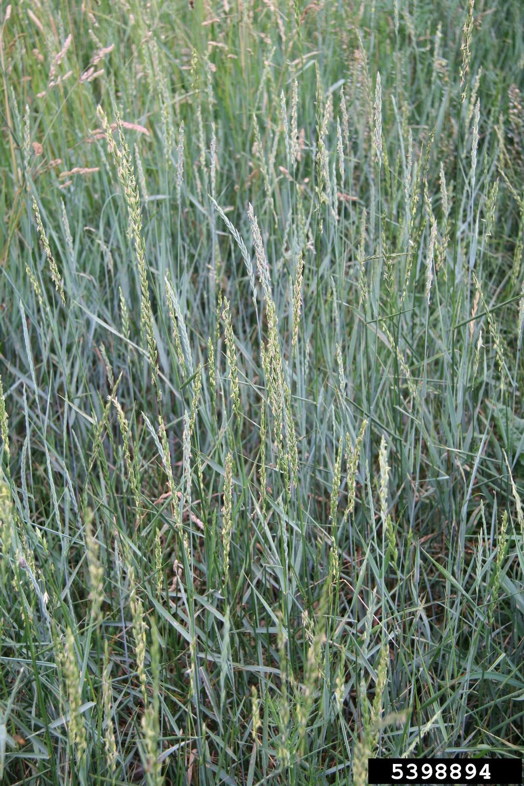 A dense stand of tall, narrow green grass fills the frame. The stalks rise upright and carry elongated seed heads arranged in a spike-like form.